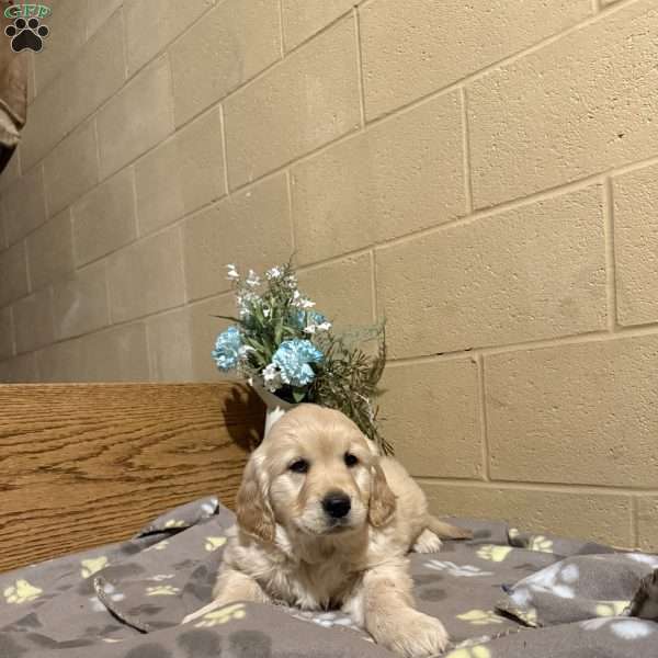 Darla, Golden Retriever Puppy