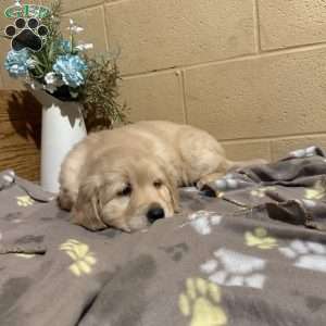 Dallas, Golden Retriever Puppy