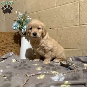 Dexter, Golden Retriever Puppy