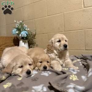 Dallas, Golden Retriever Puppy