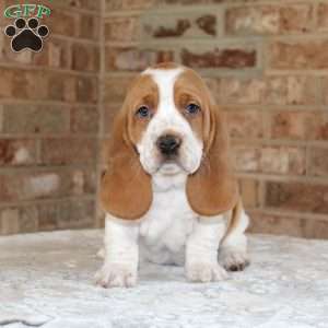 Princess, Basset Hound Puppy