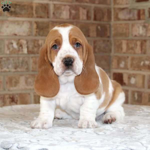 Princess, Basset Hound Puppy