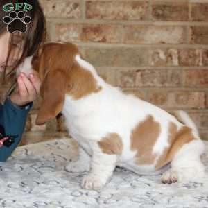 Princess, Basset Hound Puppy