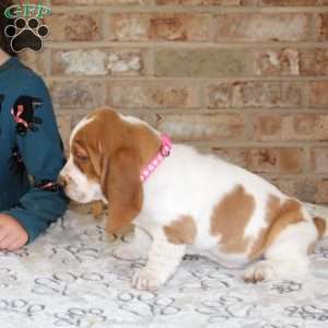 Princess, Basset Hound Puppy