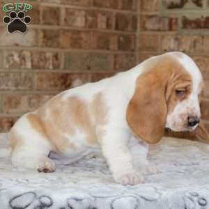 Pretzel, Basset Hound Puppy