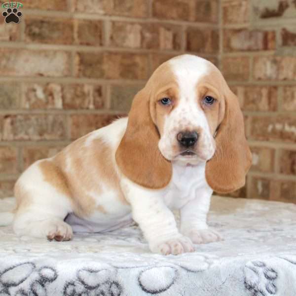 Pretzel, Basset Hound Puppy