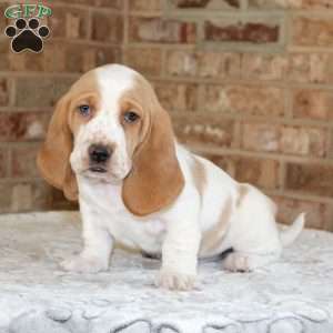 Pretzel, Basset Hound Puppy