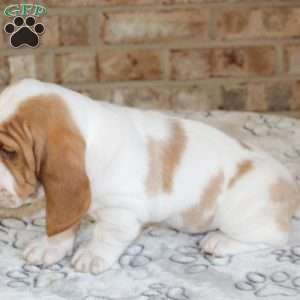 Pretzel, Basset Hound Puppy