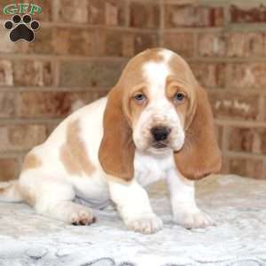 Patches, Basset Hound Puppy