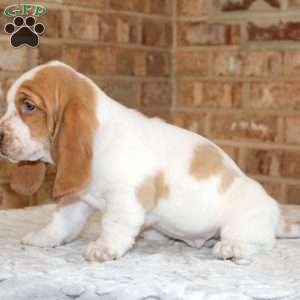 Patches, Basset Hound Puppy