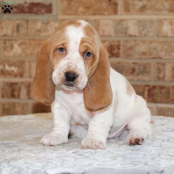 Patches, Basset Hound Puppy