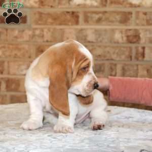 Patches, Basset Hound Puppy