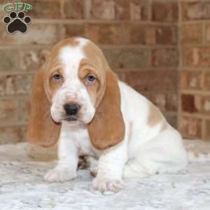 Patches, Basset Hound Puppy