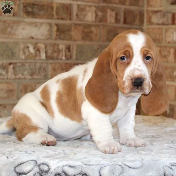 Polly, Basset Hound Puppy