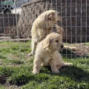 Darla, Golden Retriever Puppy