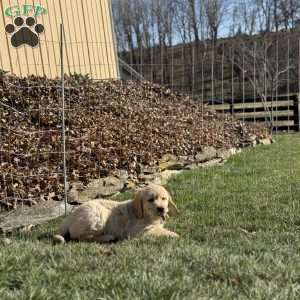 Darla, Golden Retriever Puppy