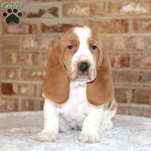 Polly, Basset Hound Puppy