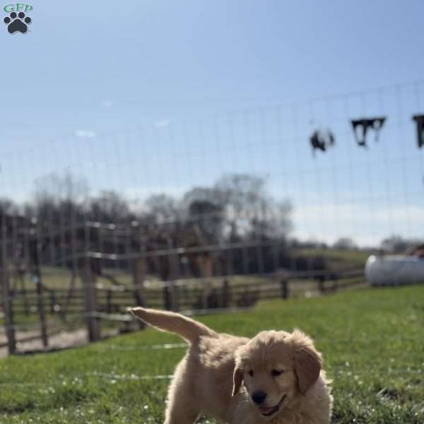 Dexter, Golden Retriever Puppy