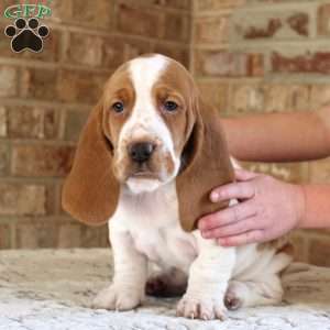 Polly, Basset Hound Puppy