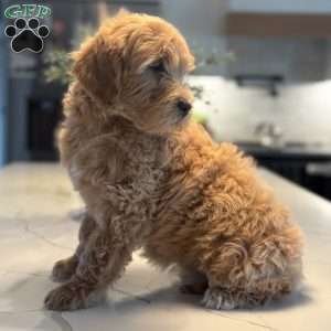 Jill, Mini Goldendoodle Puppy