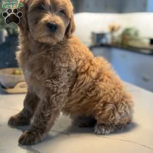 Jill, Mini Goldendoodle Puppy
