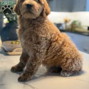 Jill, Mini Goldendoodle Puppy