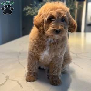 Jewels, Mini Goldendoodle Puppy