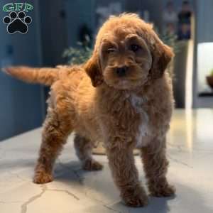 Jewels, Mini Goldendoodle Puppy