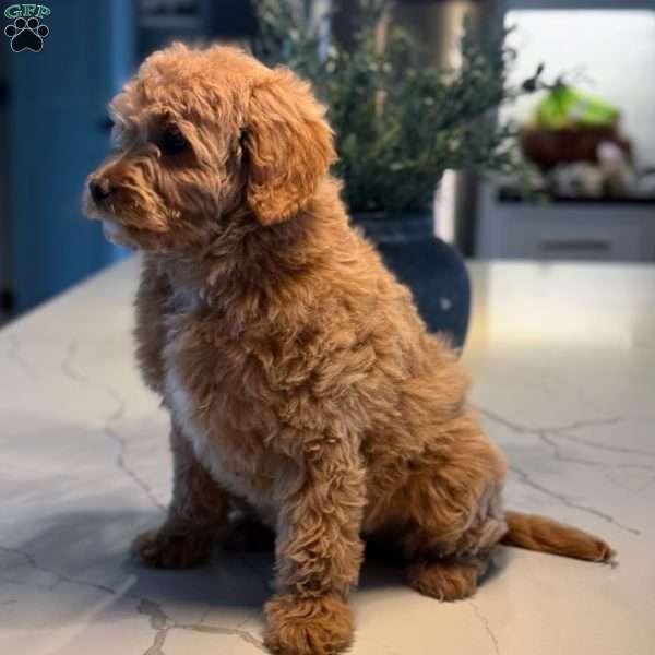 Jewels, Mini Goldendoodle Puppy
