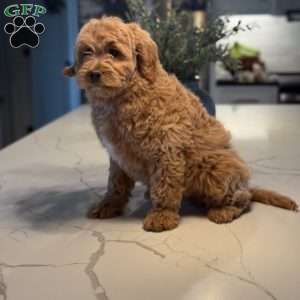 Jewels, Mini Goldendoodle Puppy