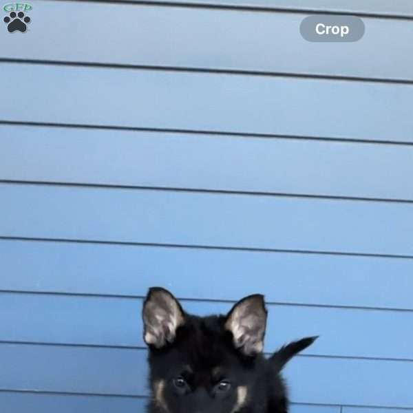 Genie, German Shepherd Puppy