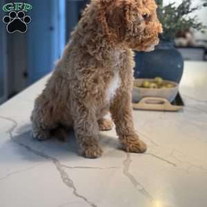 Wooton, Mini Goldendoodle Puppy