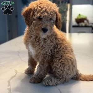 Wooton, Mini Goldendoodle Puppy