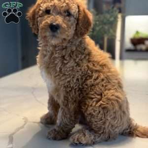 Wooton, Mini Goldendoodle Puppy