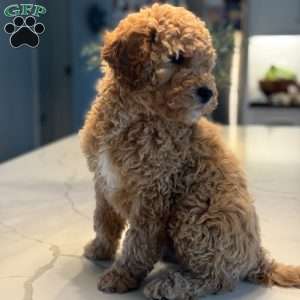 Wooton, Mini Goldendoodle Puppy