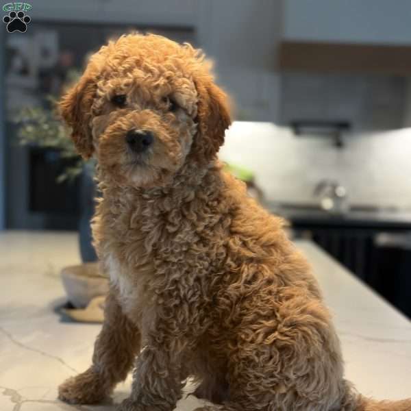 Wooton, Mini Goldendoodle Puppy