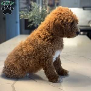 Bernard, Mini Goldendoodle Puppy