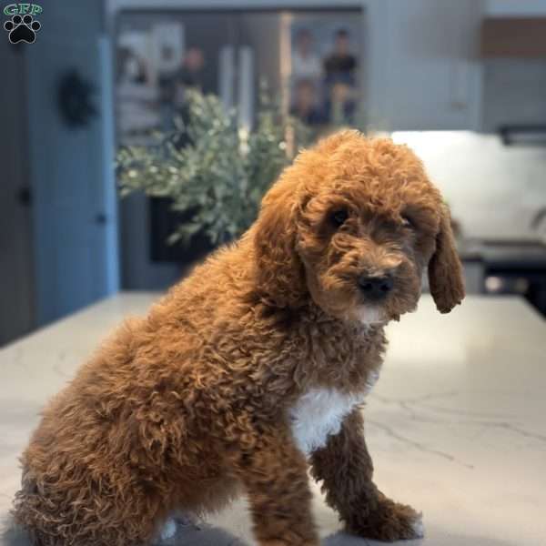 Bernard, Mini Goldendoodle Puppy