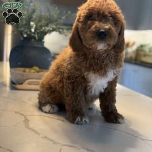 Bernard, Mini Goldendoodle Puppy