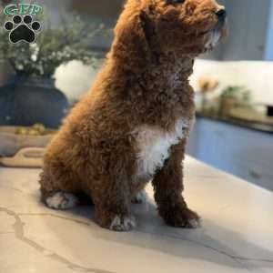Bernard, Mini Goldendoodle Puppy