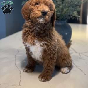 Bernard, Mini Goldendoodle Puppy