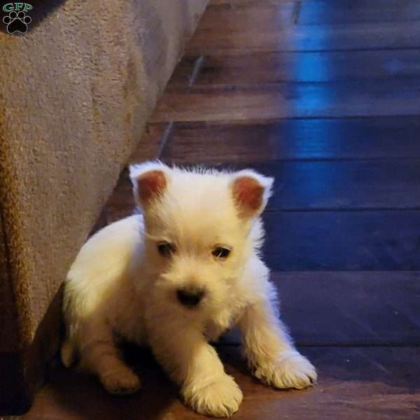 MAX, West Highland Terrier Puppy