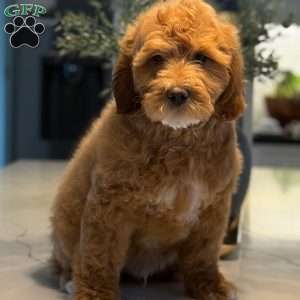 Rodney, Mini Goldendoodle Puppy