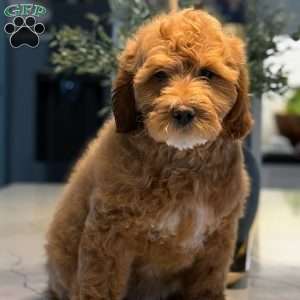Rodney, Mini Goldendoodle Puppy