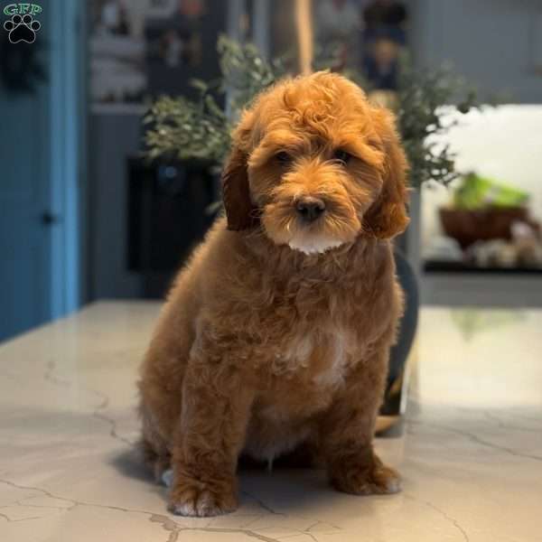 Rodney, Mini Goldendoodle Puppy