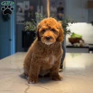 Rodney, Mini Goldendoodle Puppy
