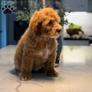 Rodney, Mini Goldendoodle Puppy