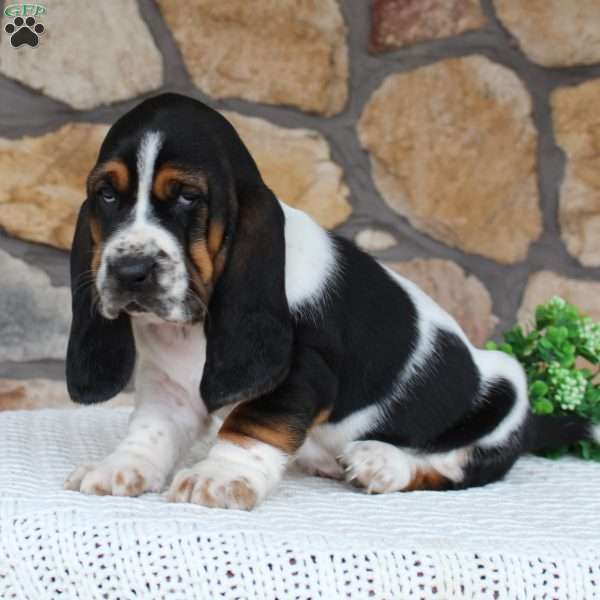 Skye, Basset Hound Puppy
