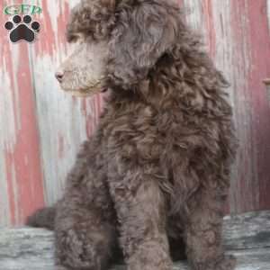 LORENZO- moyen, Standard Poodle Puppy