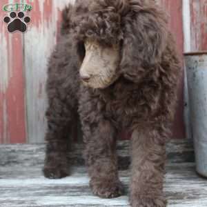 LORENZO- moyen, Standard Poodle Puppy